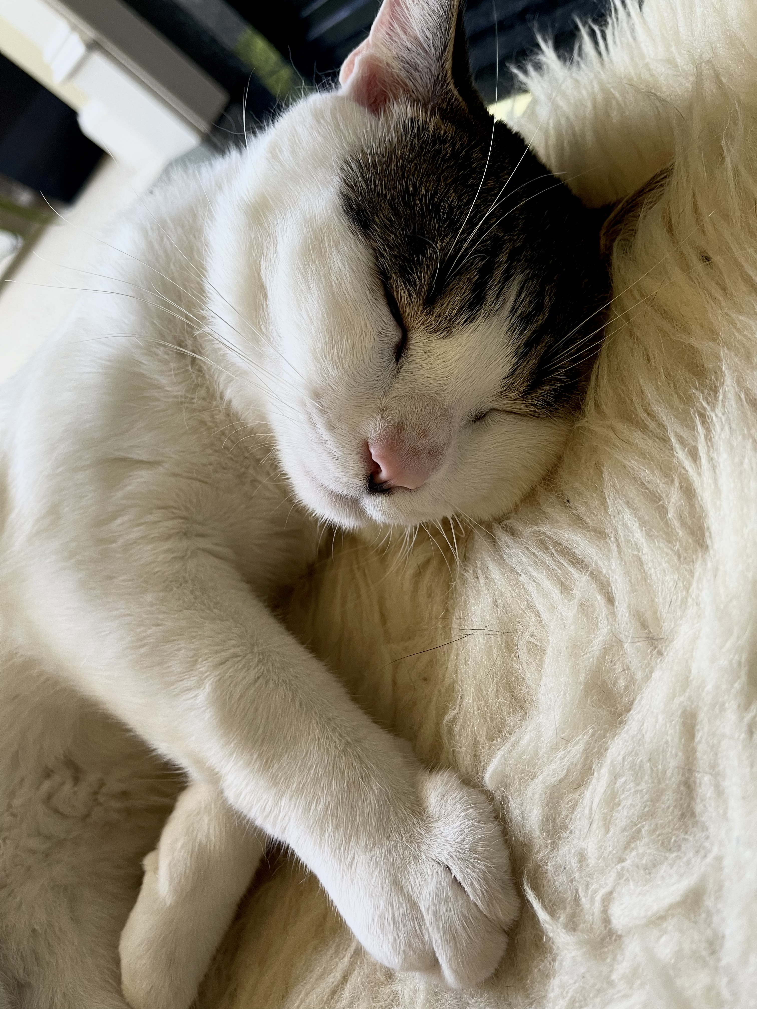 Cute photo of Billicute, a pet