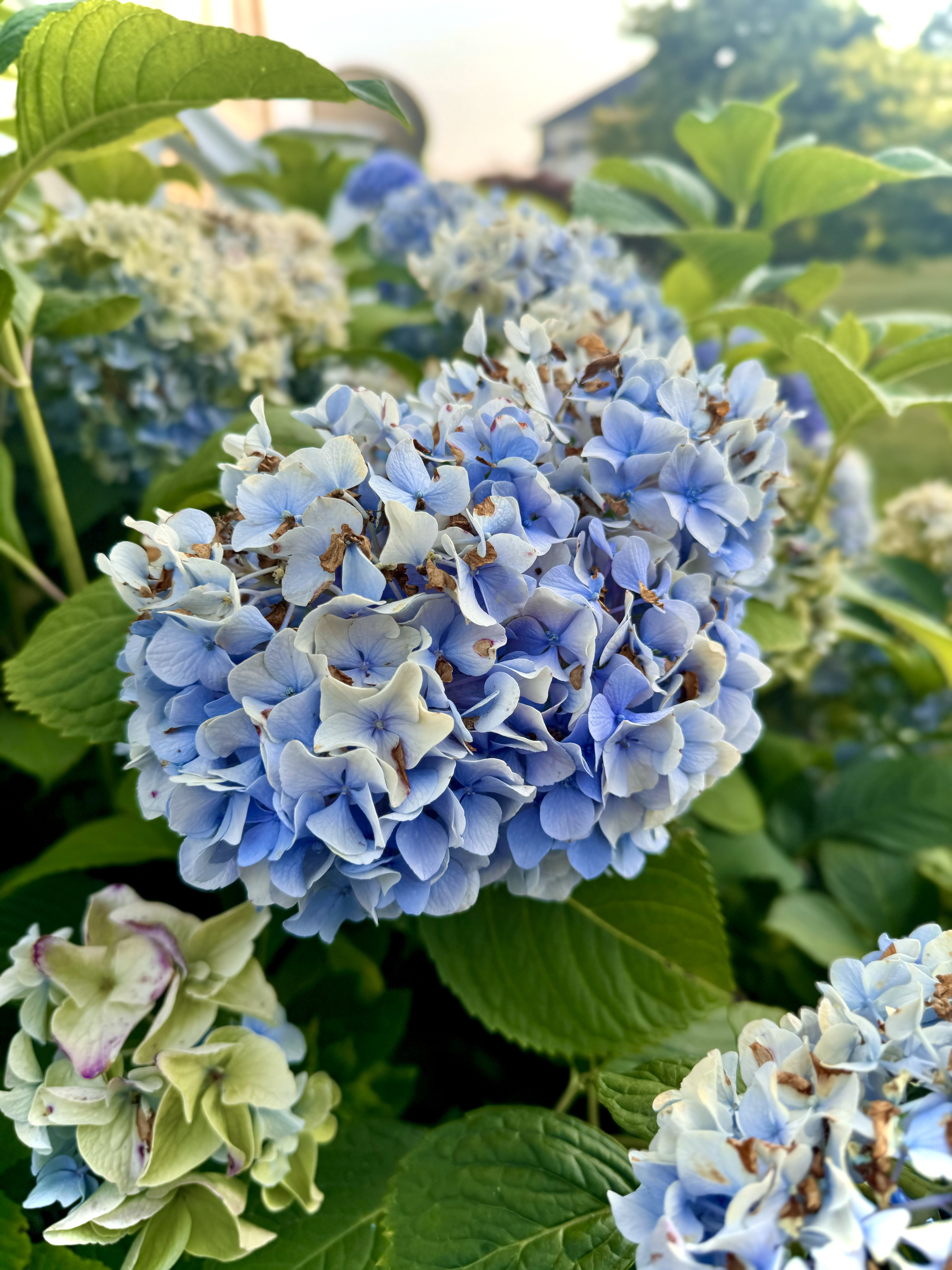 Close-up photograph of flowers taken by Moaz Ansari