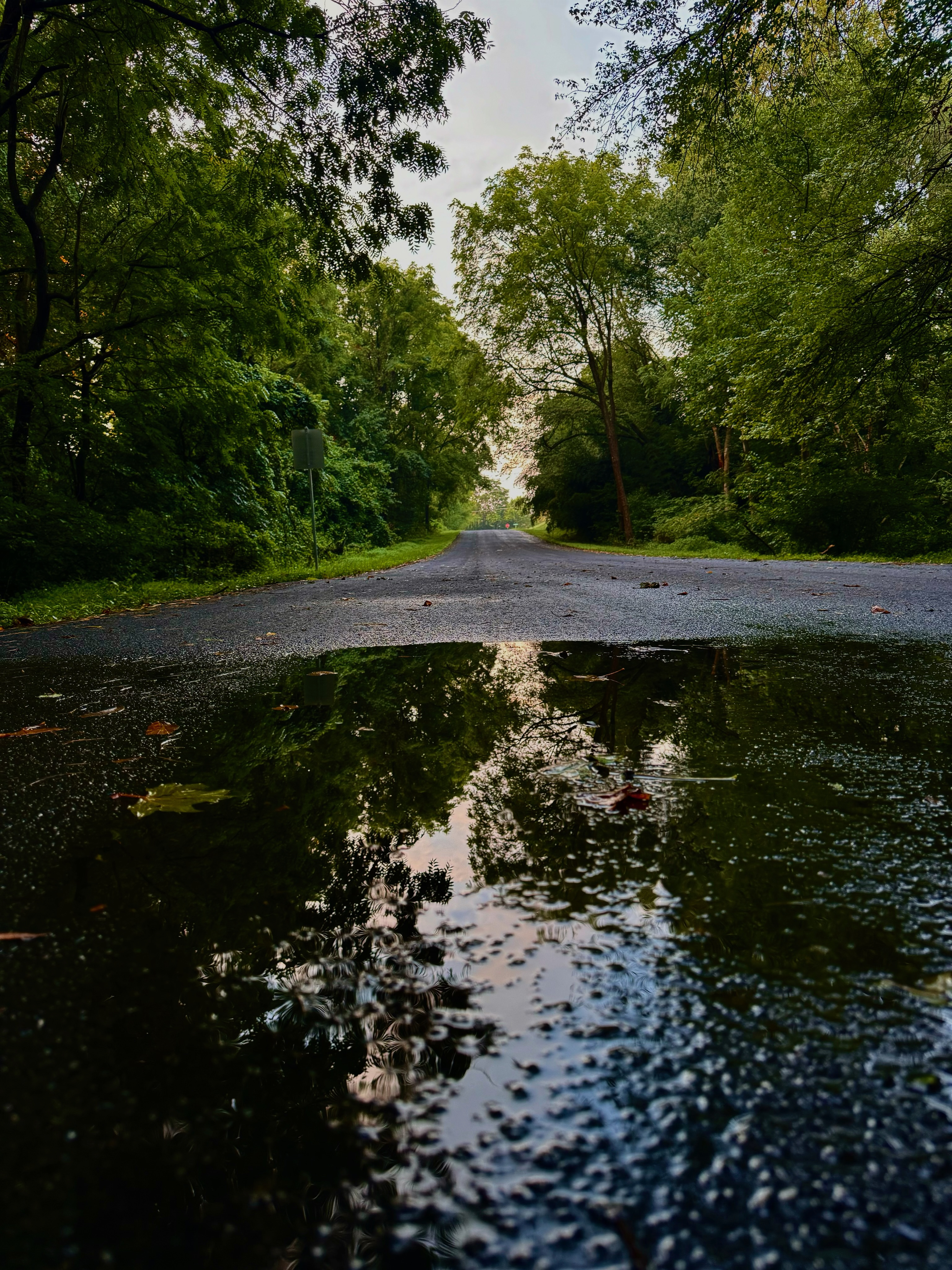 Serene forest landscape photograph captured by Moaz Ansari
