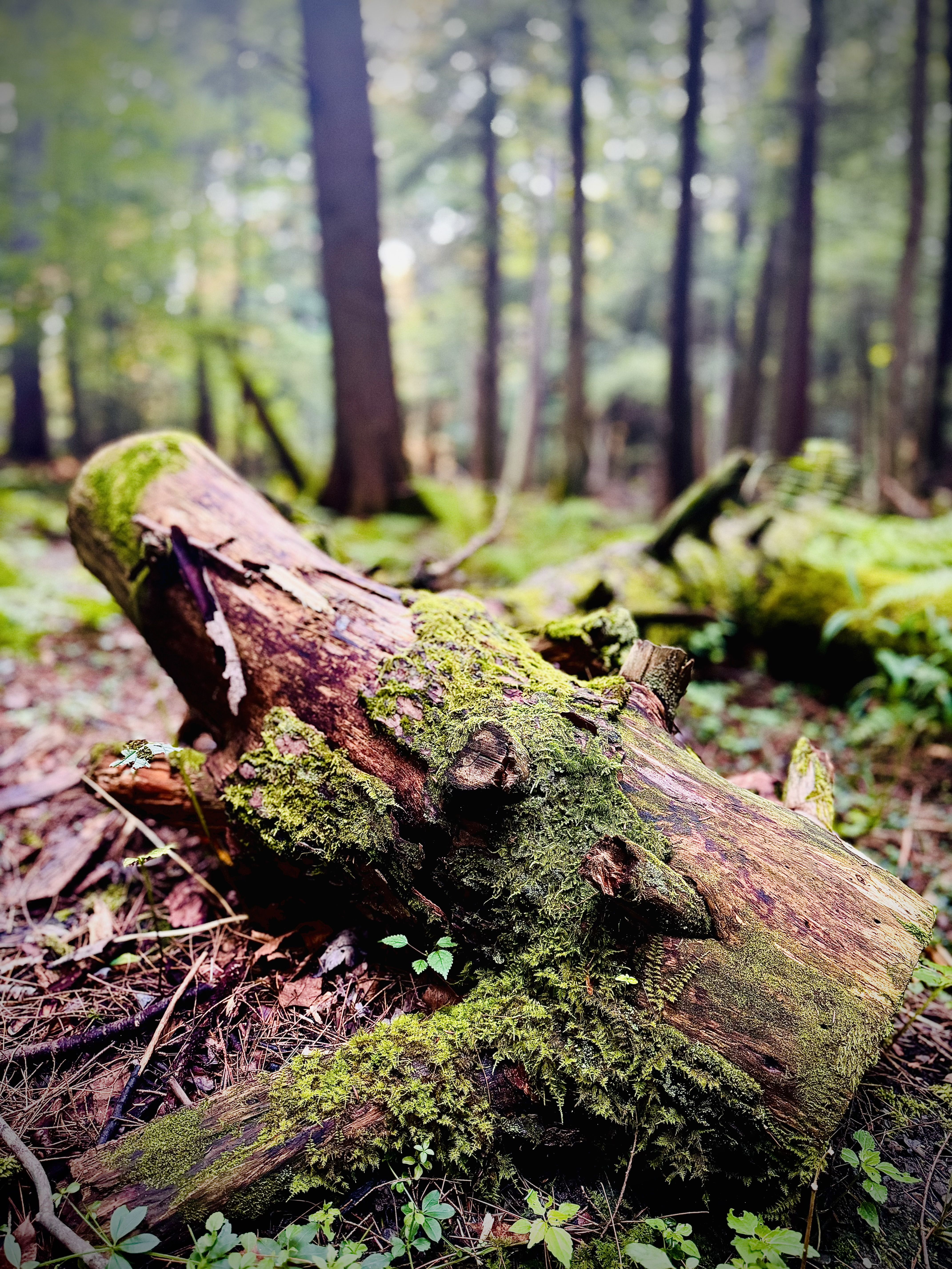 Detailed shot of a tree trunk texture